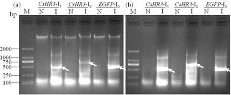 Chilo venosatus walker ecdysis regulation transcription factor cDNA and cloning method and recombinant application thereof