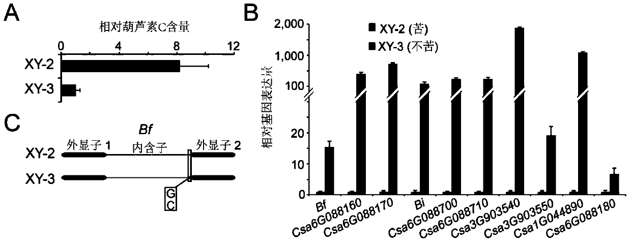 Transcription factor csa5g156220 involved in regulating the synthesis of cucurbitacin c in cucumber and its application