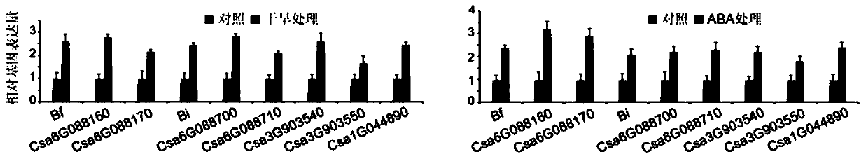 Transcription factor csa5g156220 involved in regulating the synthesis of cucurbitacin c in cucumber and its application