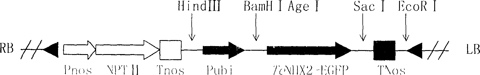 Thinopyrumponticum tonoplast Na+/H+ reverse transport protein 2 gene and use thereof