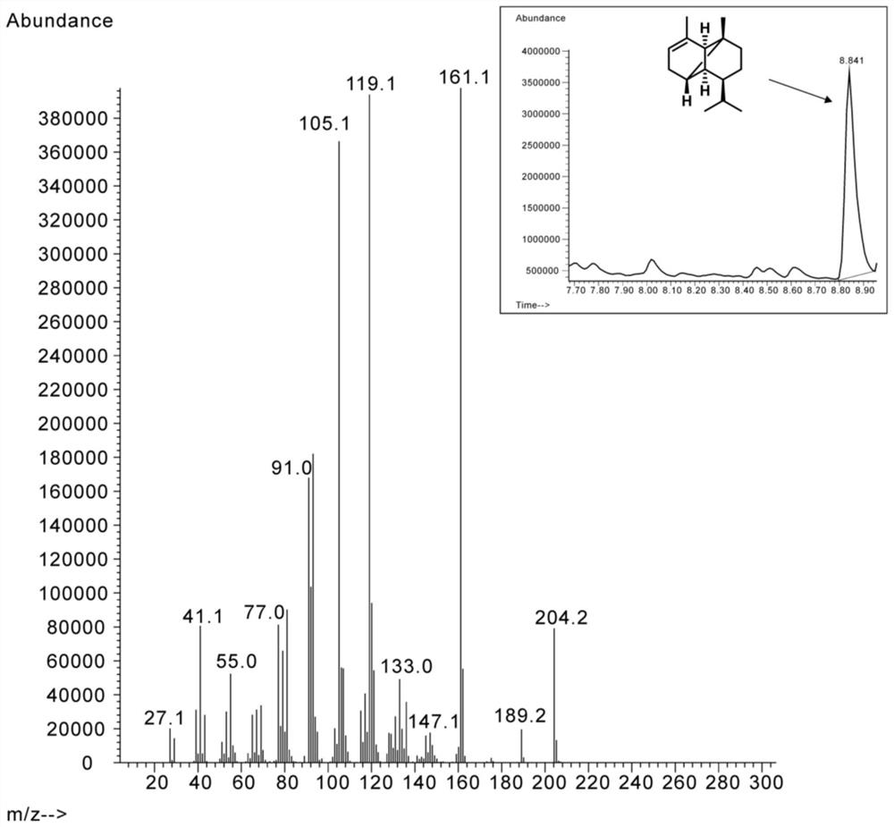 Recombinant saccharomyces cerevisiae for producing alpha-cubene and application thereof