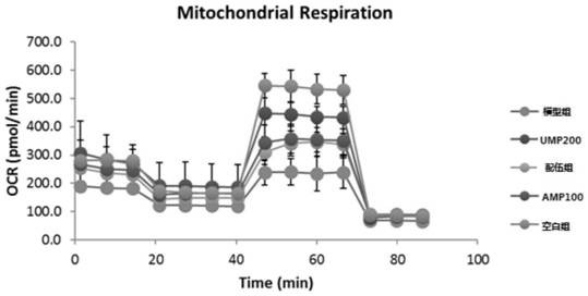 Application of 5'-monophosphate nucleotides and their mixtures in the preparation of medicines or foods for improving mitochondrial function