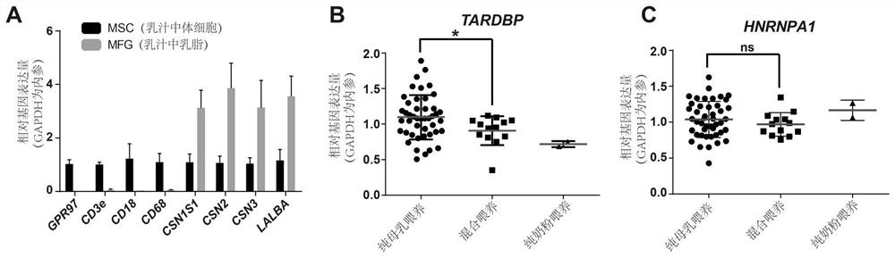 Application of tdp-43 gene in predicting lactation volume of puerpera