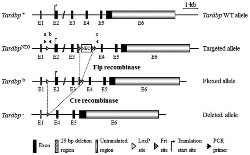 Application of tdp-43 gene in predicting lactation volume of puerpera