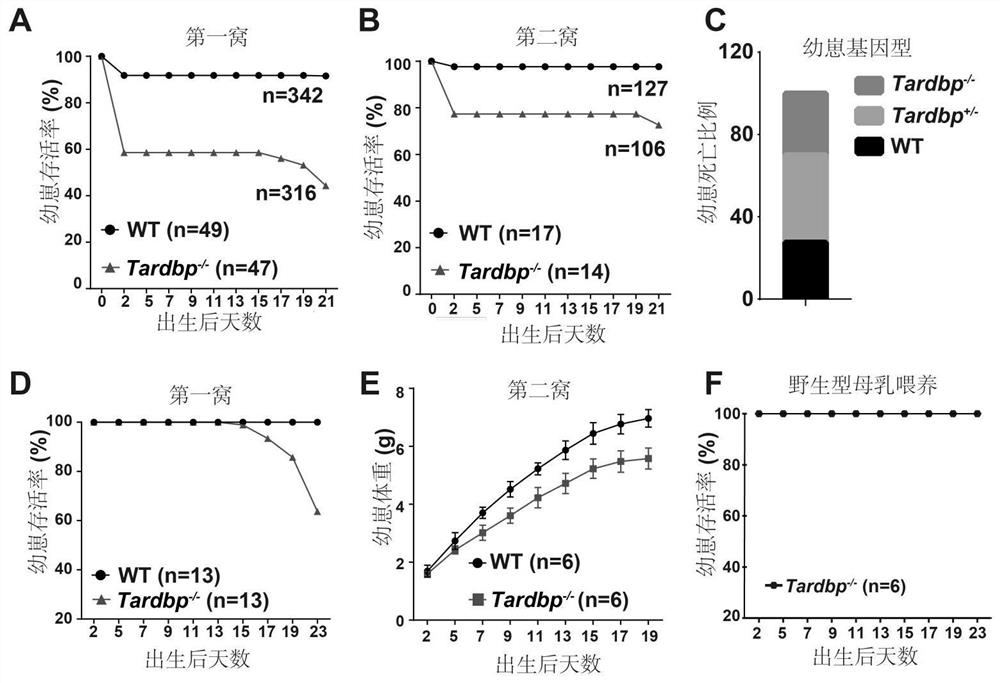 Application of tdp-43 gene in predicting lactation volume of puerpera