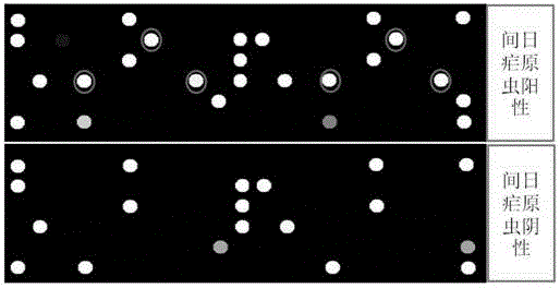 Rapid and sensitive detection method for plasmodium vivax