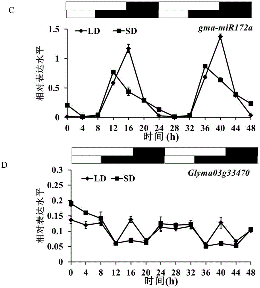 Method for cultivating transgenic plants with blooming ahead of time