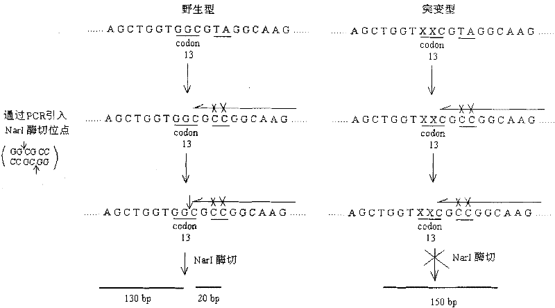 Detection probe of kRas gene mutation, liquid phase chip and detection method thereof