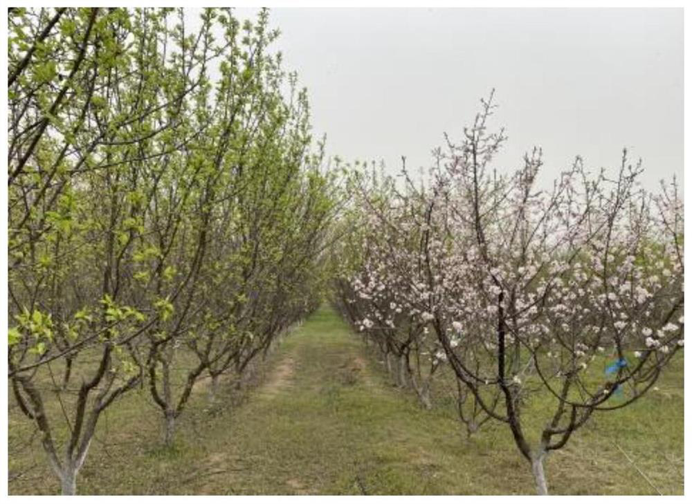 Late-blossom prunus armeniaca stock for avoiding late spring coldness and method for mainly planting apricots to avoid late spring coldness by using late-blossom prunus armeniaca stock