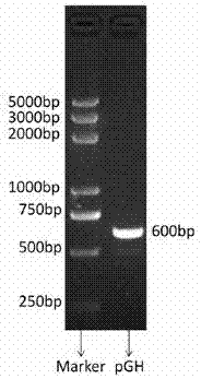 Recombinant brevibacillus brevis expressing pig growth hormone gene, construction method and application