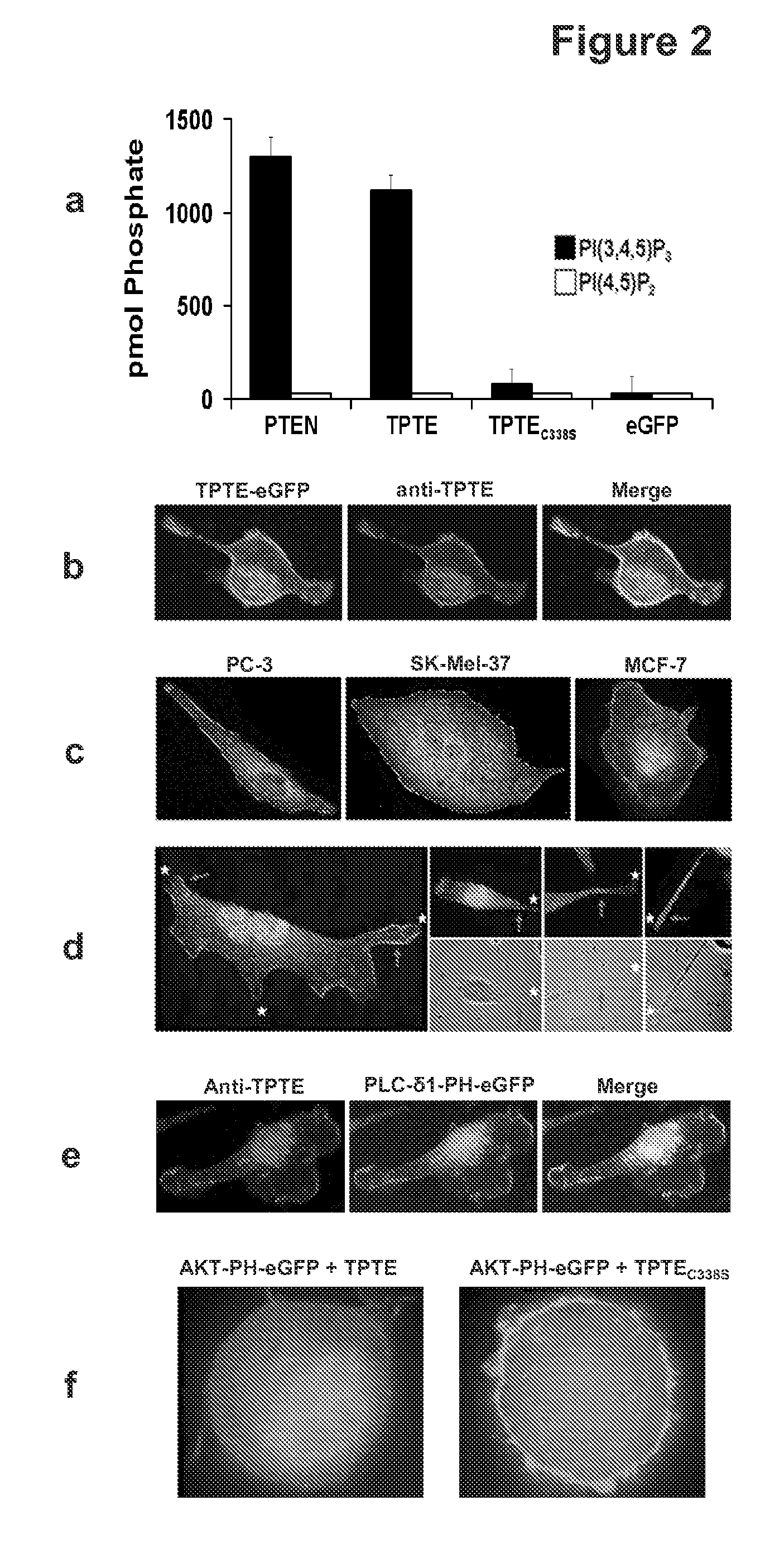 Compositions and methods for therapy and diagnosis of cancer and cancer metastasis