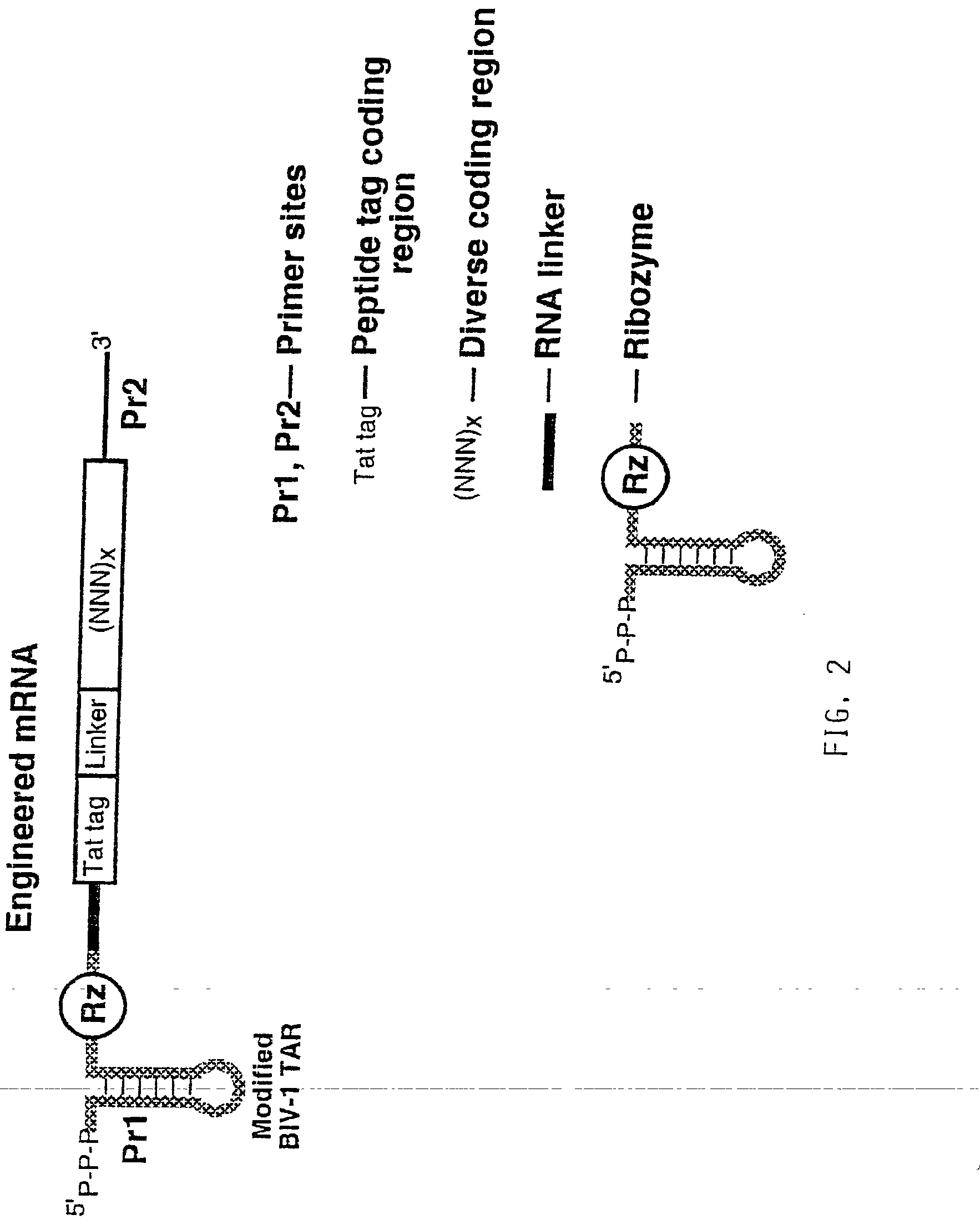 Use of a ribozyme to join nucleic acids and peptides