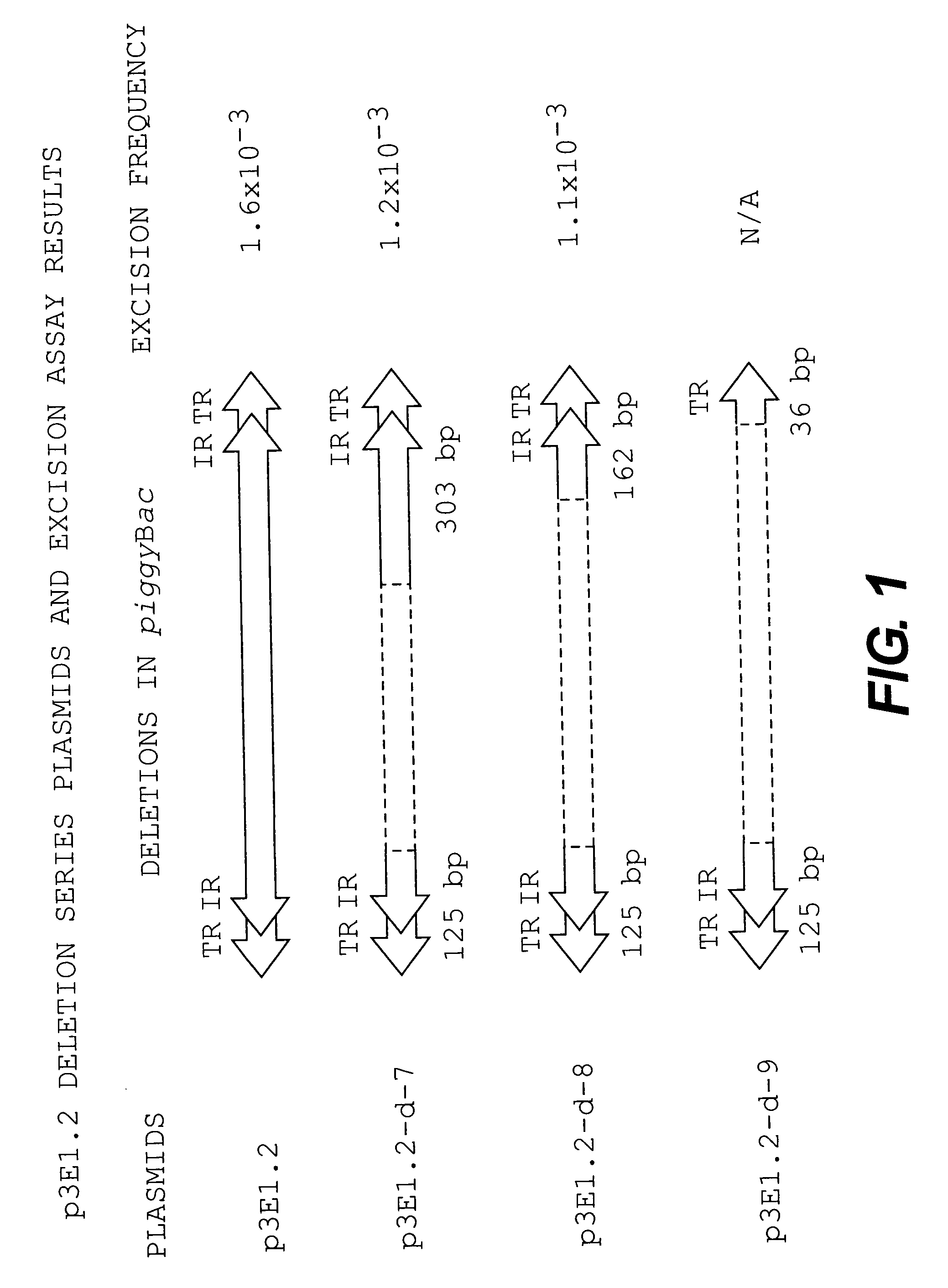 Methods and compositions for transposition using minimal segments of the eukaryotic transformation vector piggyBac