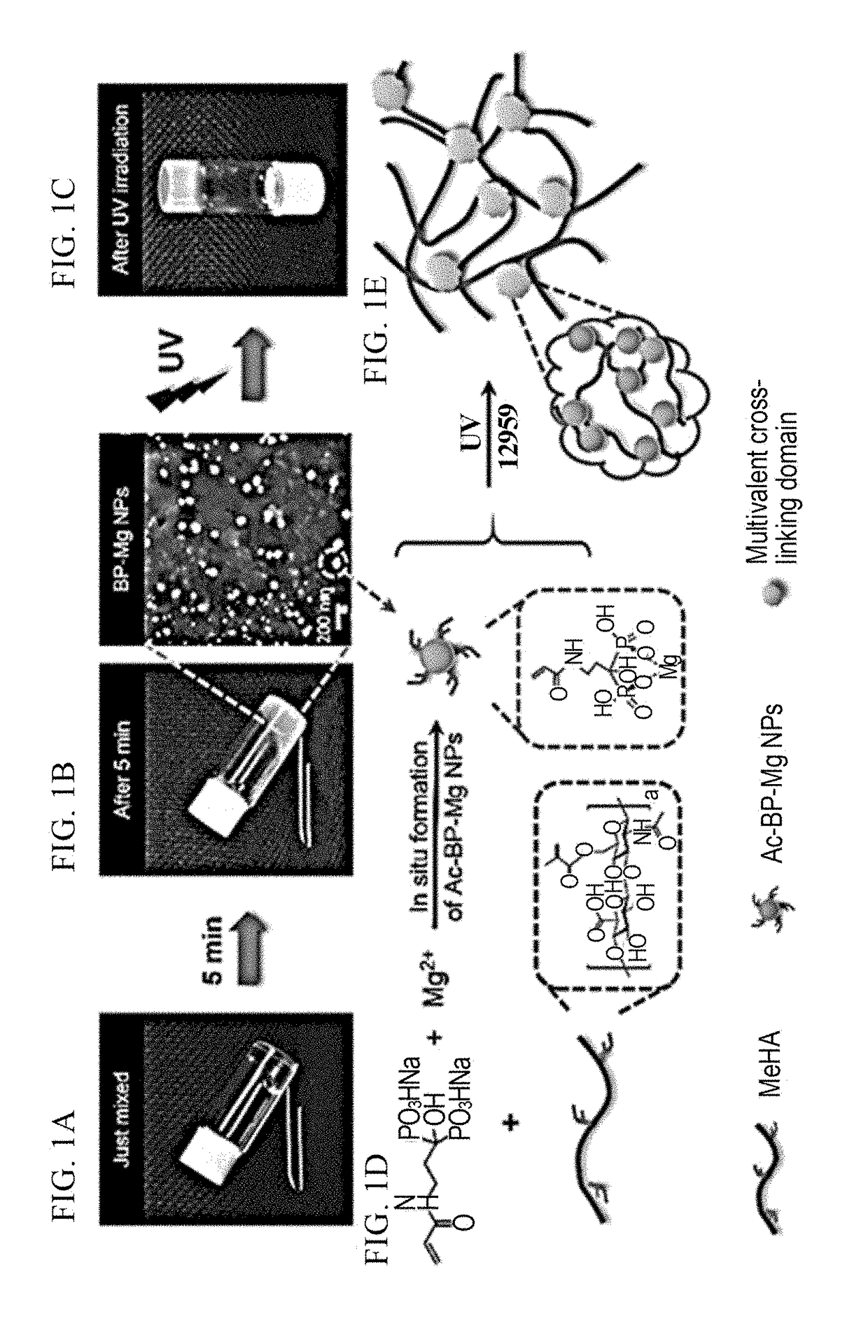 Injectable hydrogels that promote mineralization and afford sustained release of bioactive ions