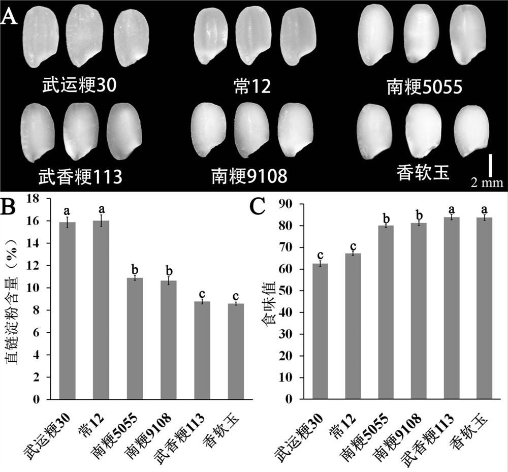 DNA (Deoxyribonucleic Acid) molecular marker and method for cultivating low-amylose-content excellent-taste rice by utilizing DNA molecular marker