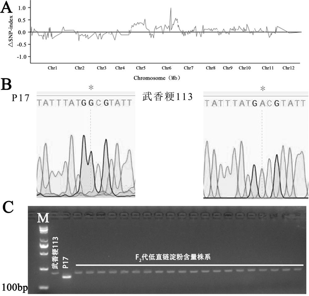 DNA (Deoxyribonucleic Acid) molecular marker and method for cultivating low-amylose-content excellent-taste rice by utilizing DNA molecular marker
