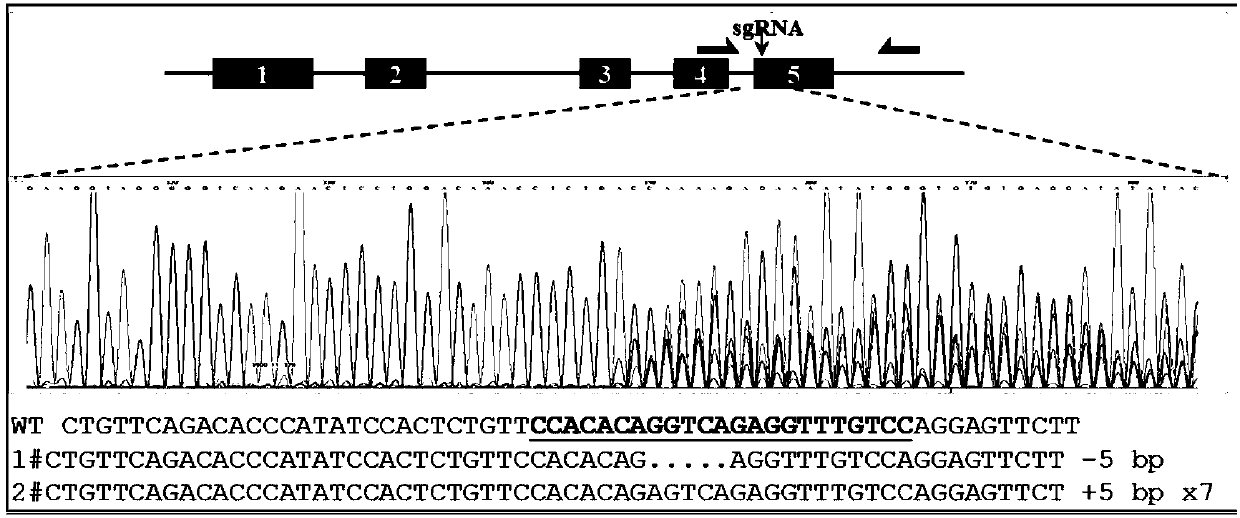 Application of isolated gene sequence in preparation of albino strain of Japanese oryzias latipes