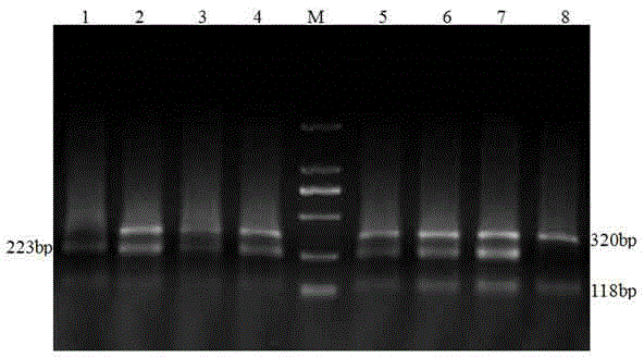 A kind of Bailing mushroom and its molecular marker identification method