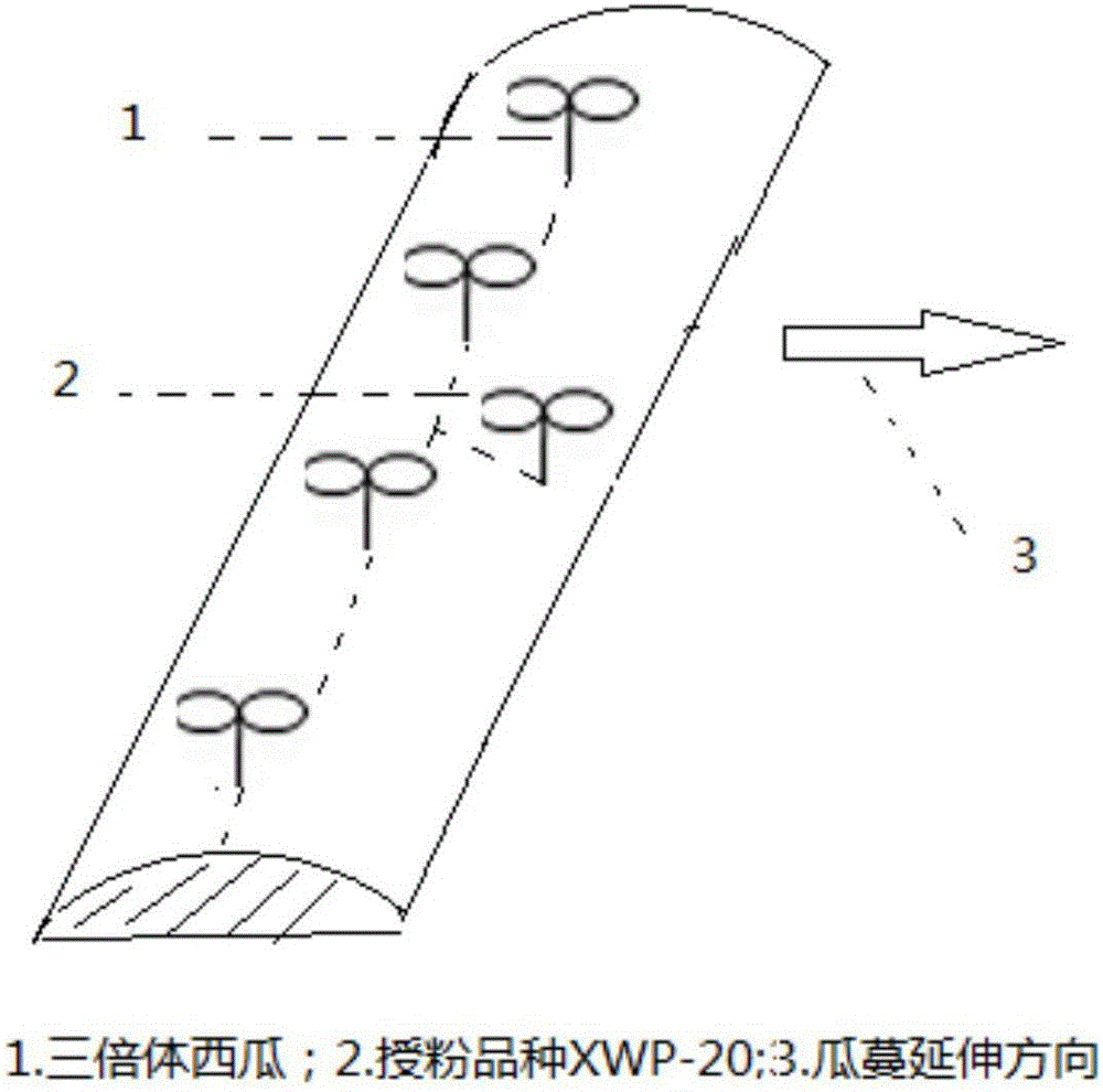 Breeding method and application method of citrullus lanatus special pollinating variety