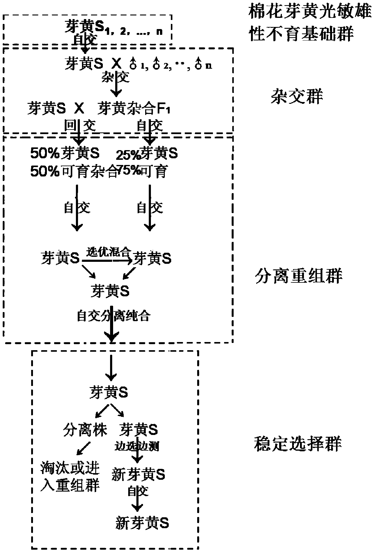 A kind of recurrent breeding method of cotton sterile line