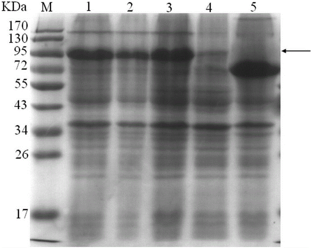 Truncated recombinant protein of Riemerella anatipestifer (RA) serum type 1 siderophore receptor protein (SRP) and application of truncated recombinant protein