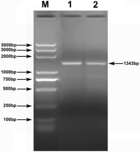 Molecular cloning of meat quality trait related gene Prox1 (Prospero-related homeobox protein 1) of pigs and application