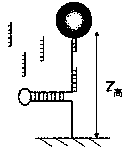 Process for detection of DNA modifications and protein binding by single molecule manipulation