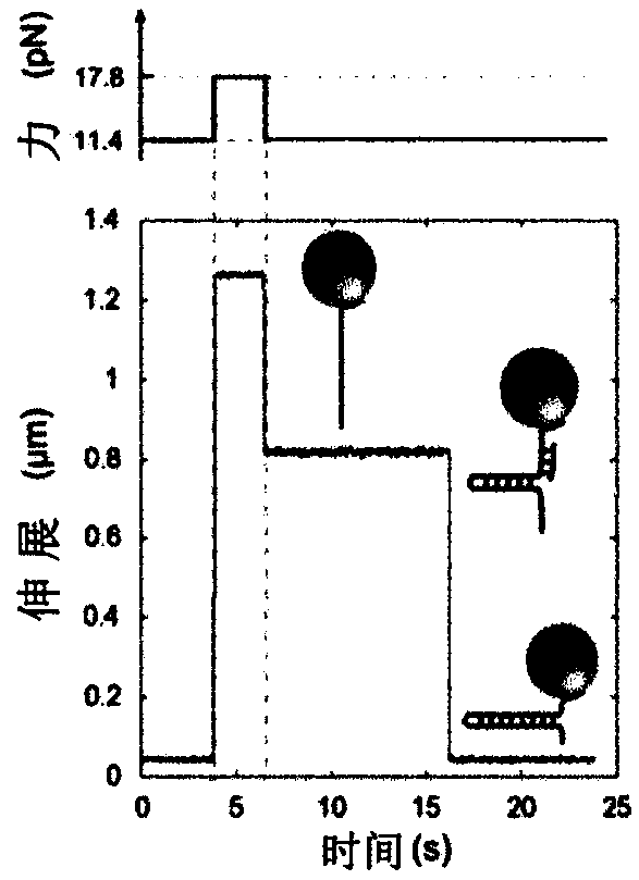 Process for detection of DNA modifications and protein binding by single molecule manipulation