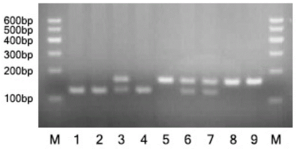 Method for cultivating dominant-green-shin white feather broiler strain based on molecular assistant selection