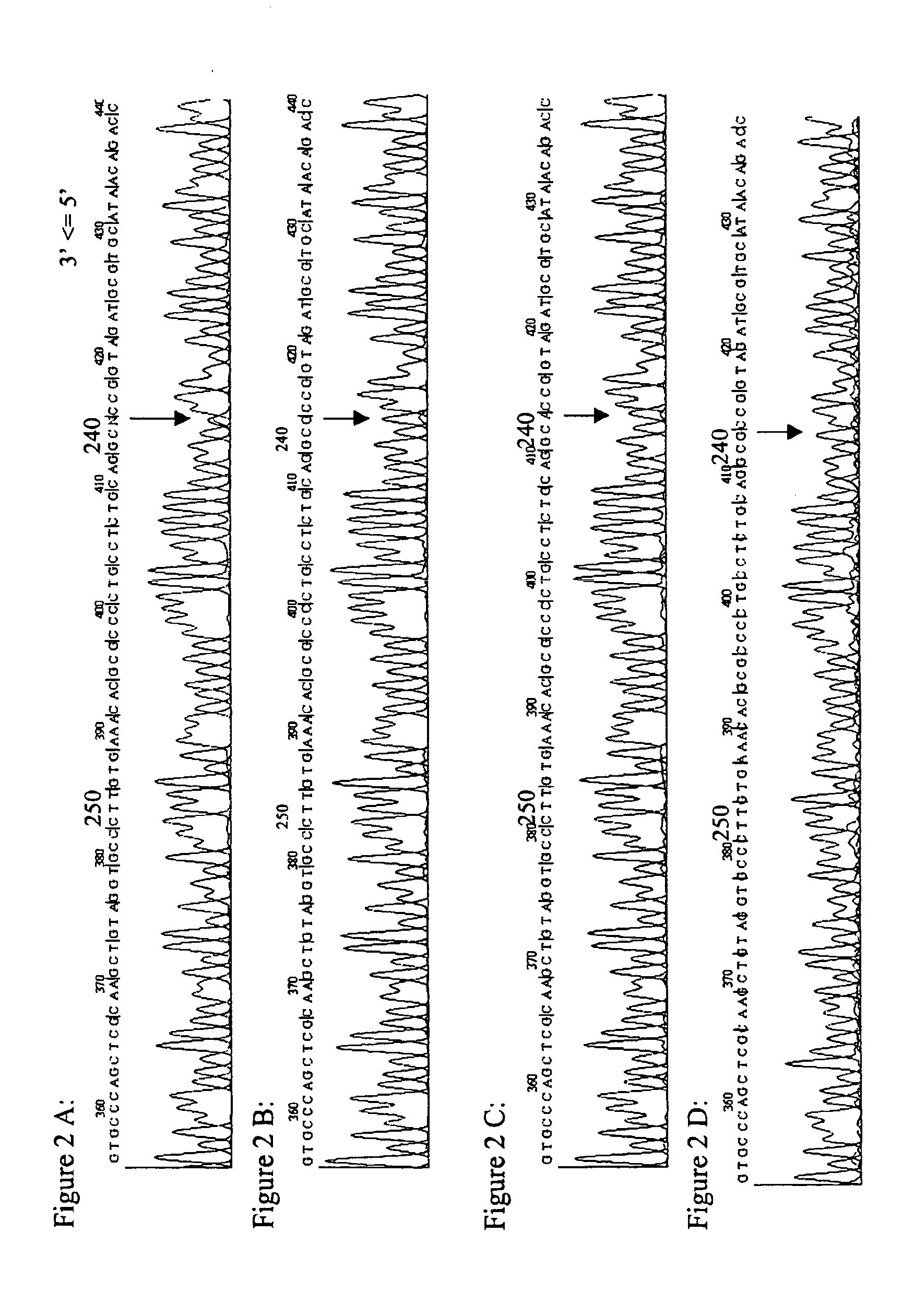 Human obesity susceptibility gene and uses thereof