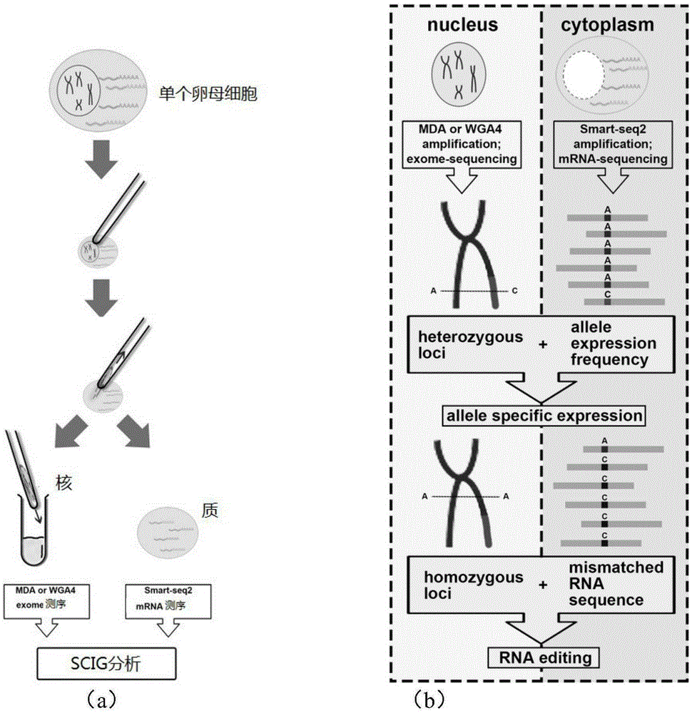 Method for library construction and sequencing for both single cell genome and transcriptome, sequencing method based on single cell integrated genomics (SCIG), and application of sequencing method