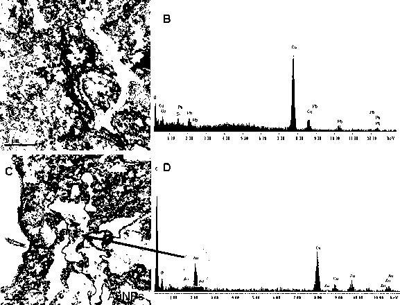 Method for identifying nanogold in tetrahymena thermophila in situ by transmission electron microscope and energy spectrum