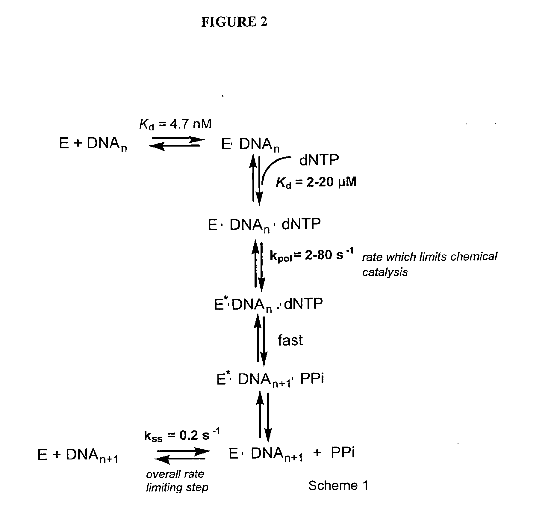 Potent chimeric nrti-nnrti bifunctional inhibitors of hiv-1 reverse transcriptase