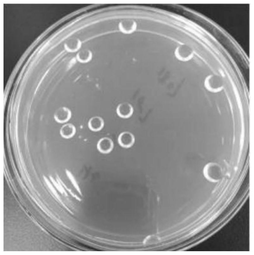 A kind of microbacterium xl1 and its application in producing levan fructan