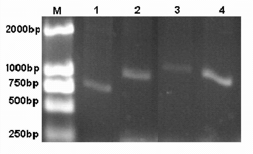 Method utilizing degenerate primer to detect diversity of bacteria catalase in seawater