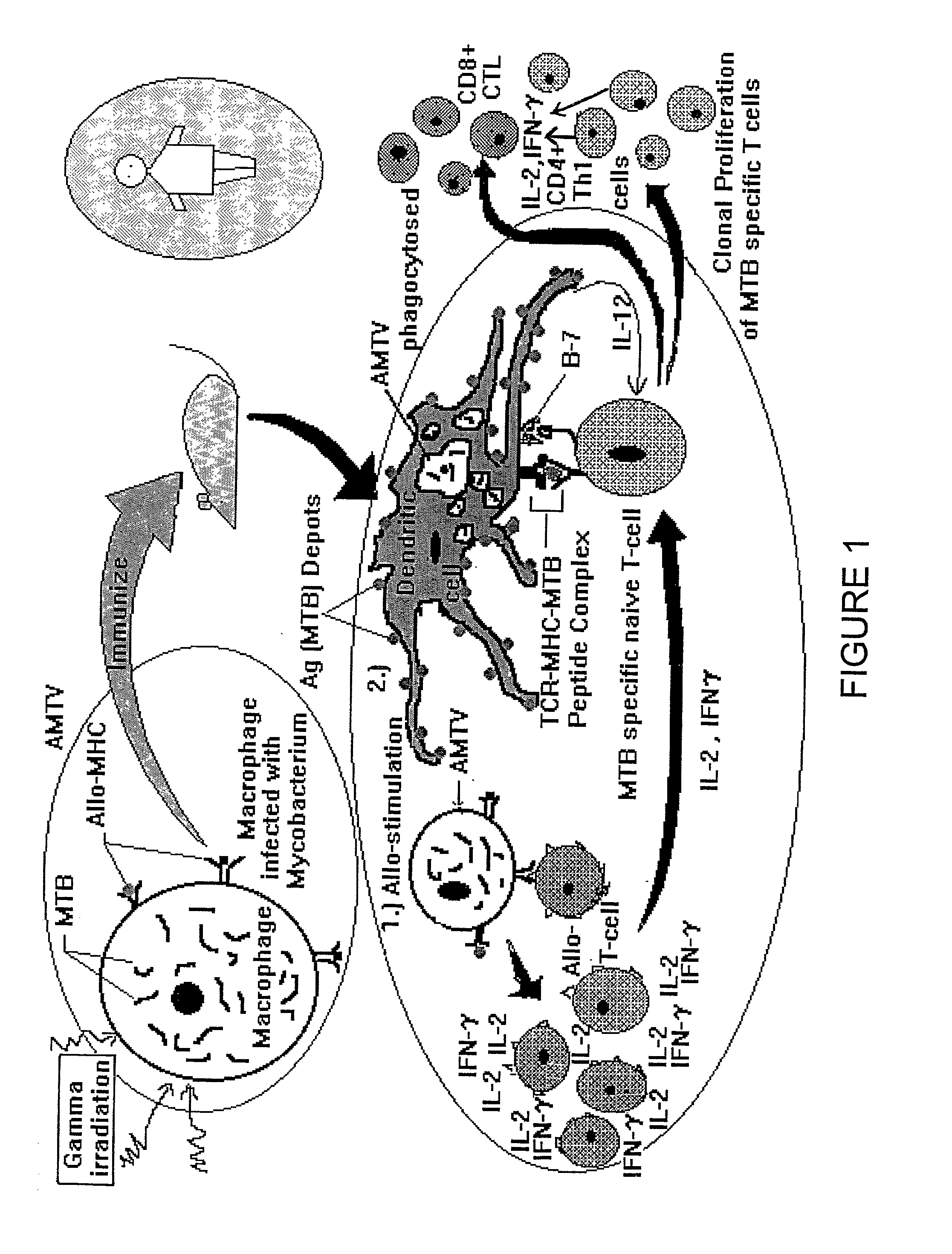 Process for the preparation of a vaccine for the treatment of tuberculosis and other intracellular infections diseases and the vaccine produced by the process