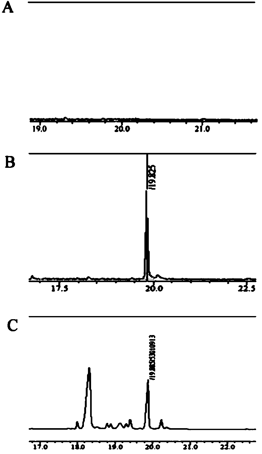 Mutant of SgCS gene of momordica grosvenori and application of gene