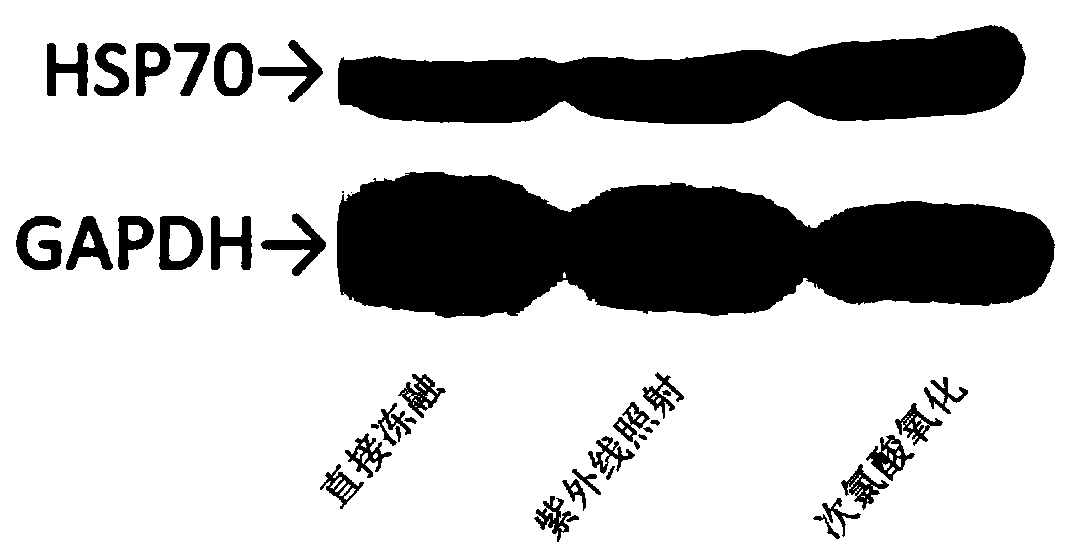 Preparation method and application of a BCSC (breast cancer stem cell) antigen