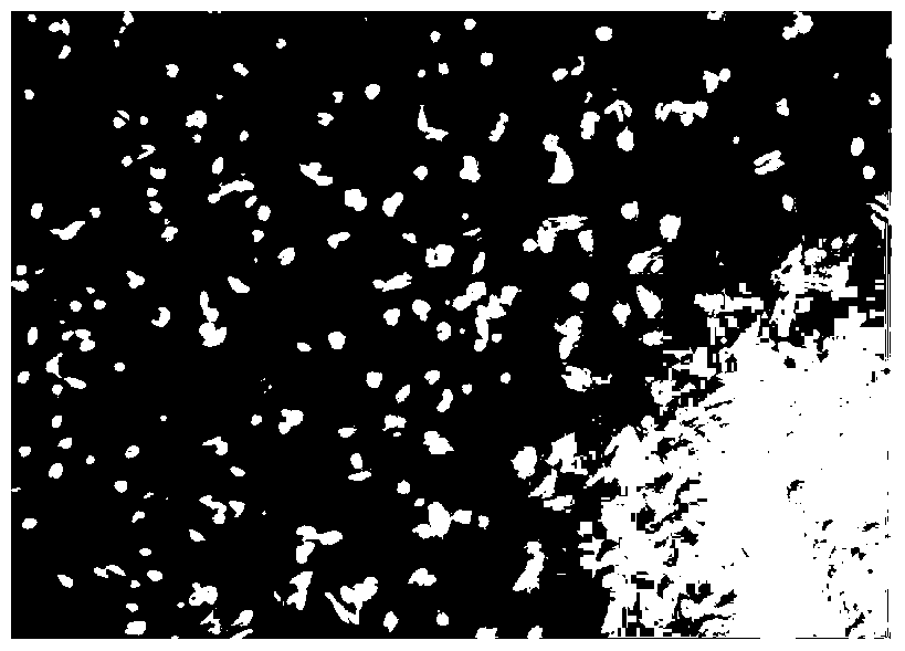 Primary isolation and culture method of amniotic fluid mesenchymal stem cells