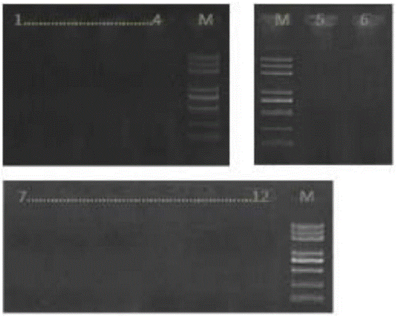 Molecular biological method for rapidly identifying Hoolock leuconedys and Nomascus leucogenys