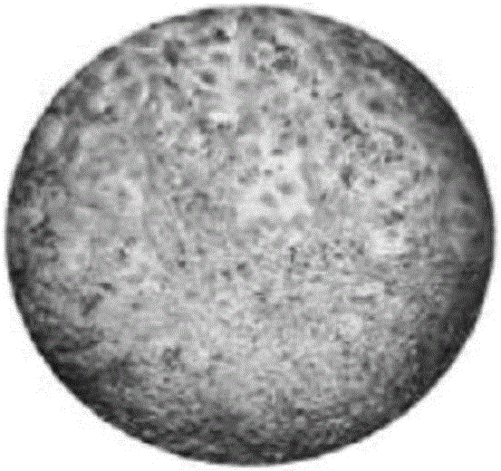 Factor composition and composite freeze-dried powder for promoting skin cell growth and skin care product