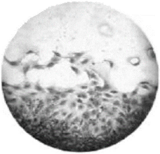 Factor composition and composite freeze-dried powder for promoting skin cell growth and skin care product