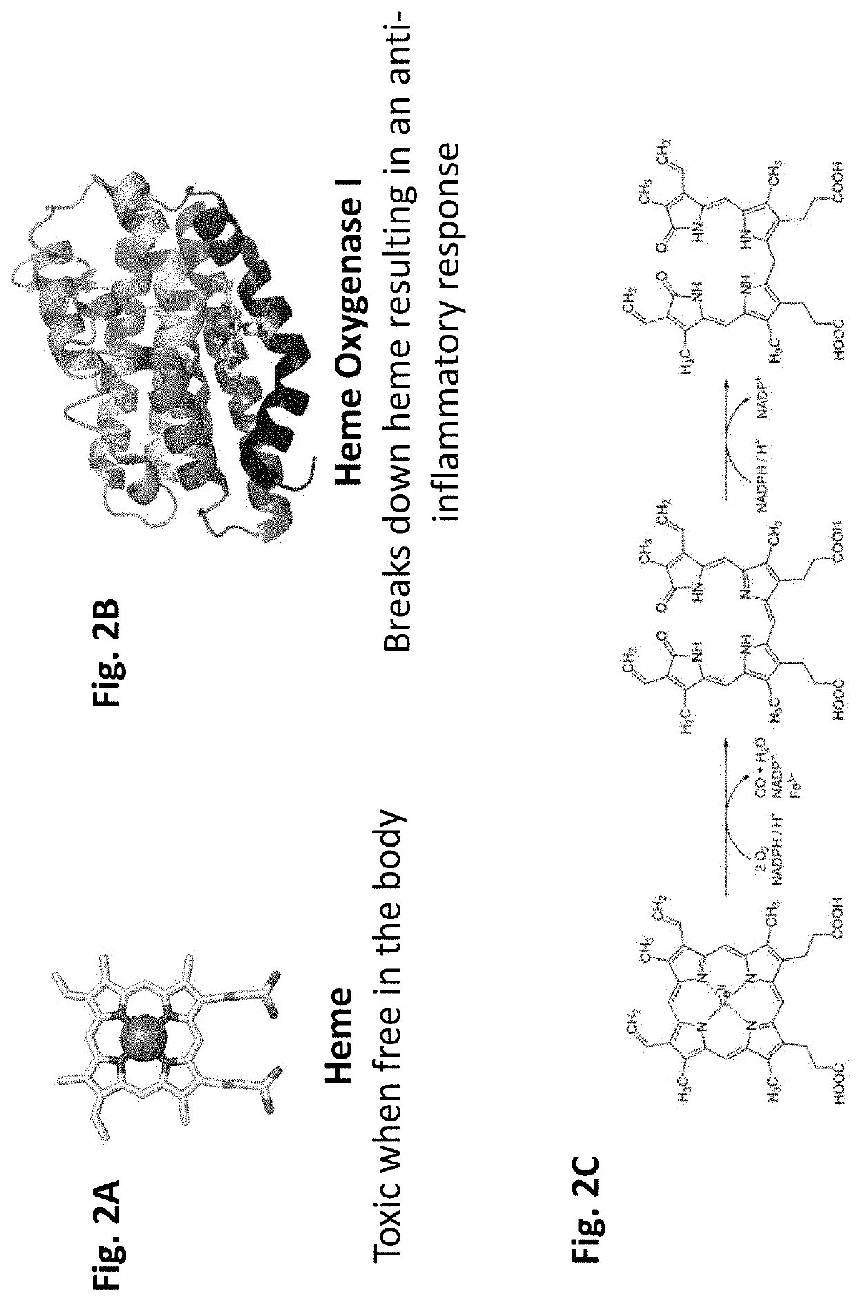 Heme peptide materials for anti-inflammatory regenerative nanobiomedicine