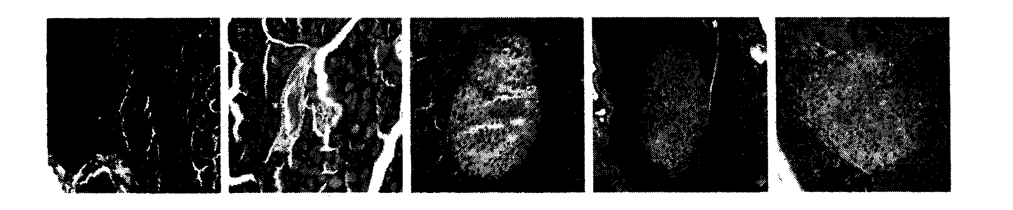 Peptide, applications and preparation method thereof