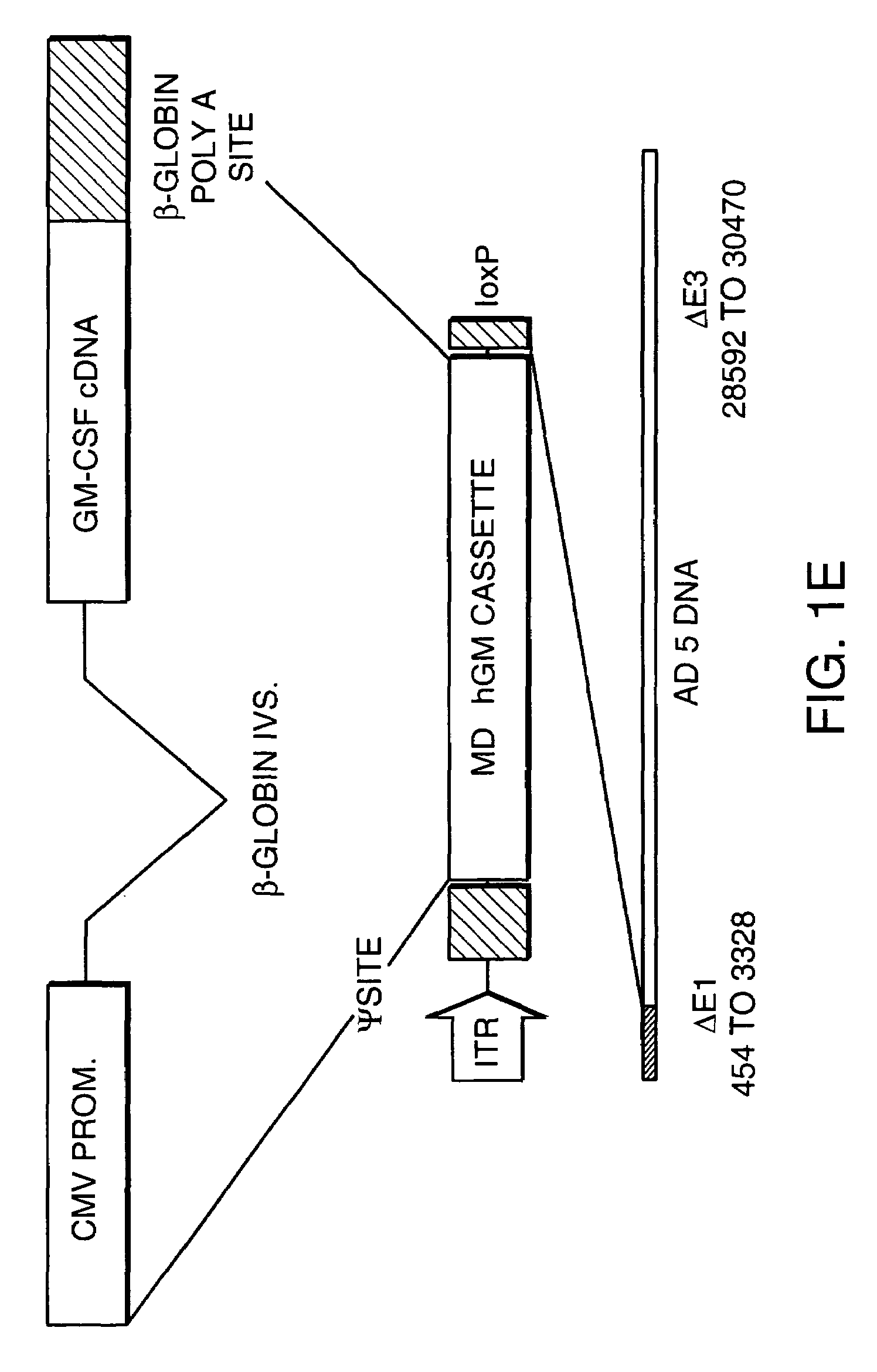 Cancer-associated antigens and methods of their identification and use