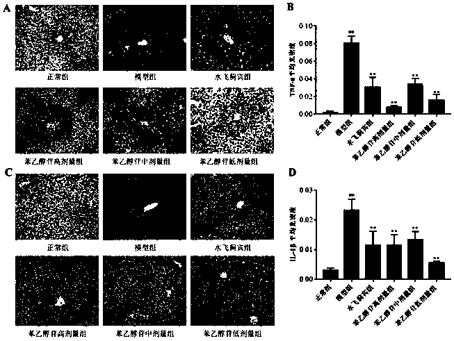 Phenylethanoid glycoside extract from acanthus ilicifolius, and preparation method and application thereof as anti-liver injury medicine