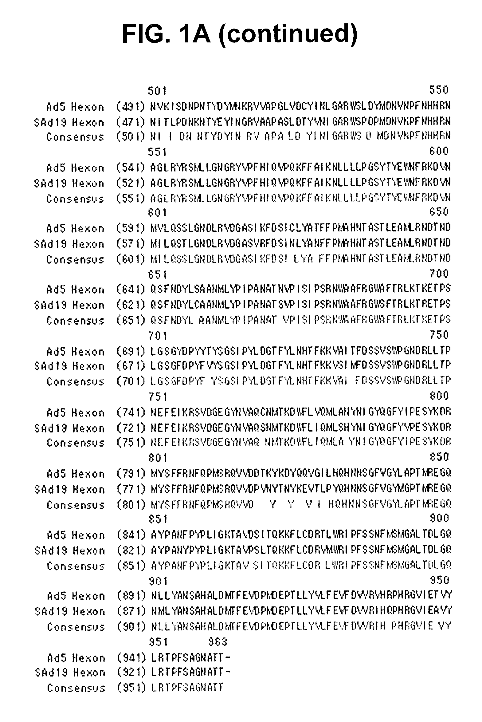 Hexon isolated from simian adenovirus serotype 19, hypervariable region thereof and chimeric adenovirus using the same