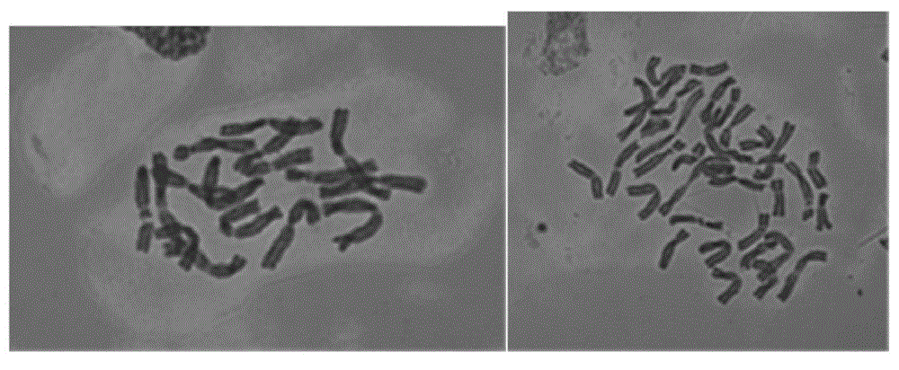 A method for inducing tetraploidy of garlic using amisulfameline