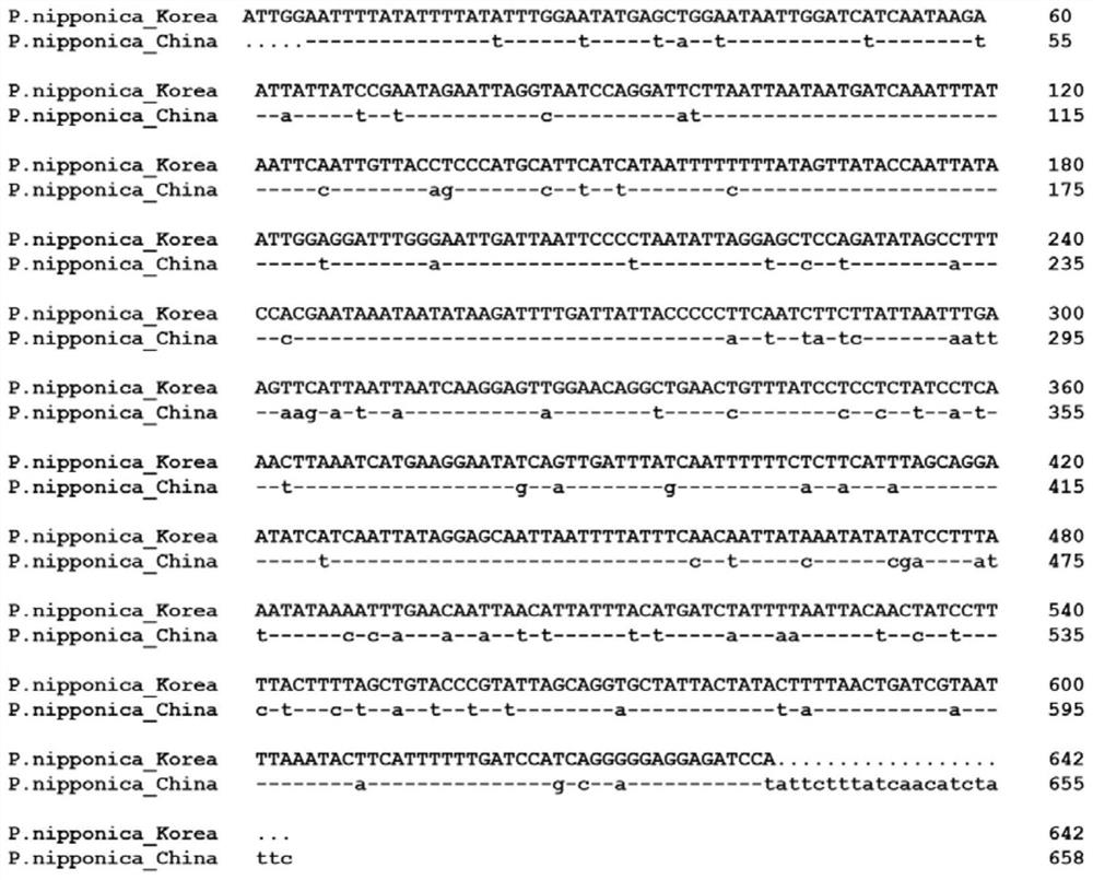 Molecular method for identifying Mucomyzius japonicus in North China of China