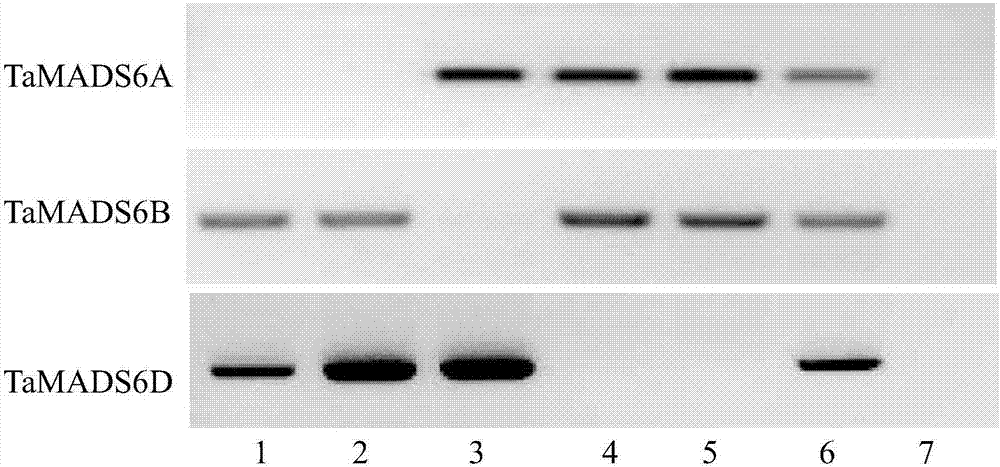Wheat TaMADS6 gene and application thereof